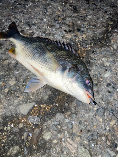 キビレの釣果