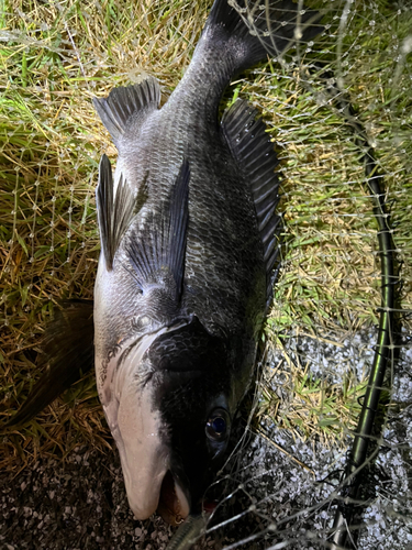 チヌの釣果