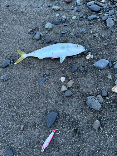 ワカシの釣果