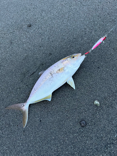 ショゴの釣果