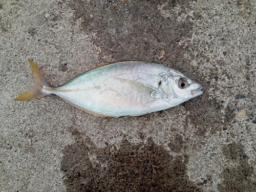 シマアジの釣果