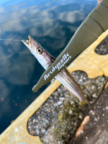 カマスの釣果