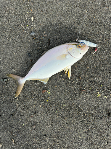 ショゴの釣果