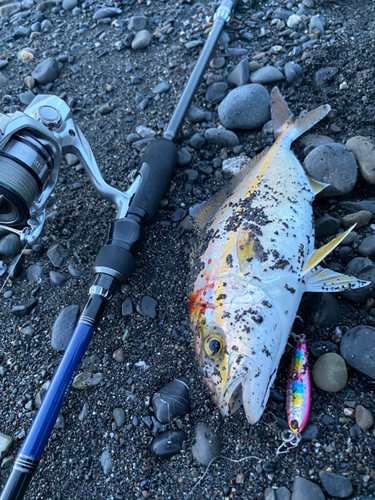 ショゴの釣果