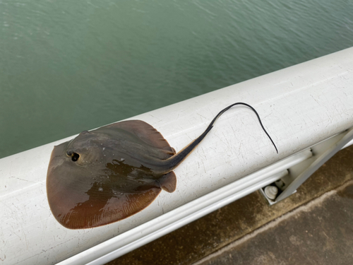 アカエイの釣果