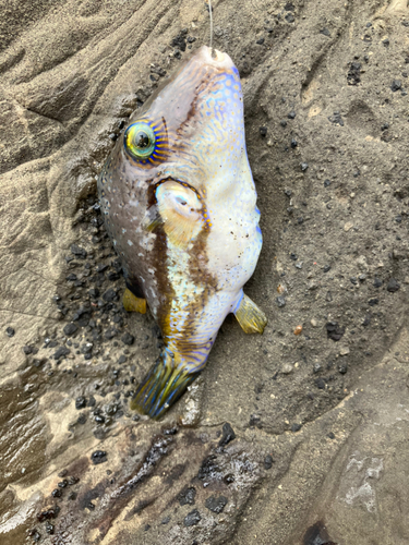 クサフグの釣果