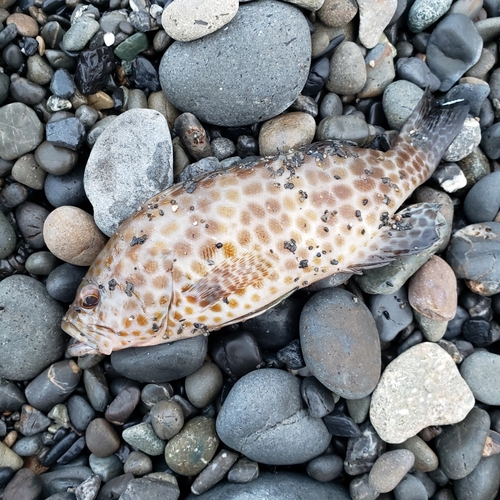 オオモンハタの釣果