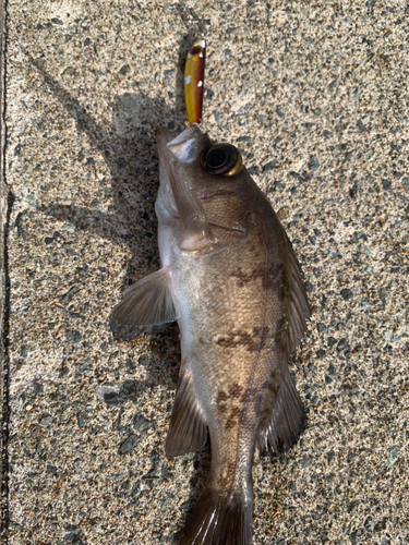 シロメバルの釣果