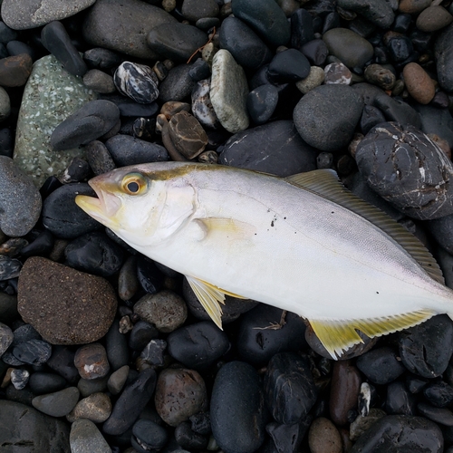 オオモンハタの釣果