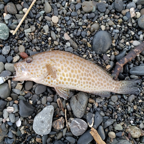 オオモンハタの釣果