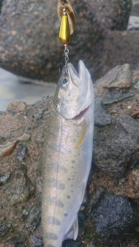 アマゴの釣果