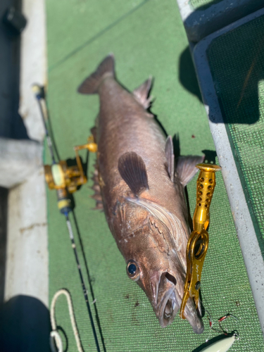 アラの釣果