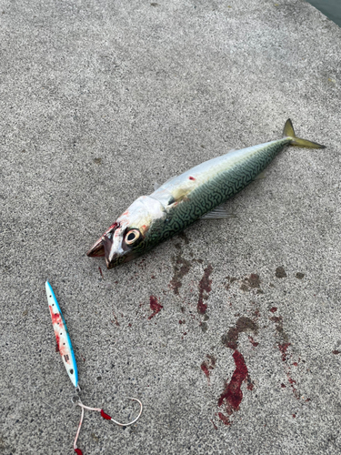 サバの釣果