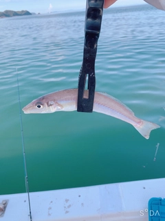 キスの釣果