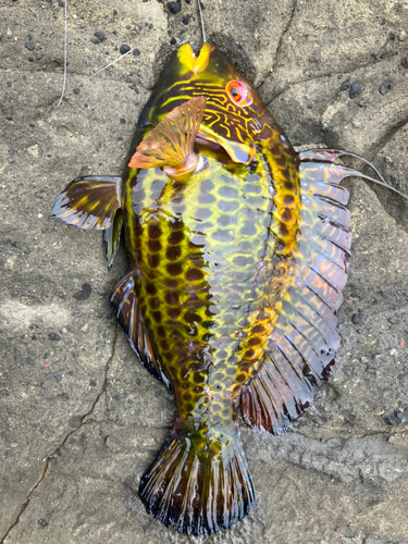 クロイシモチの釣果