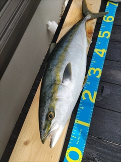 ハマチの釣果