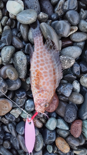 オオモンハタの釣果