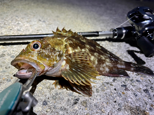 アナハゼの釣果