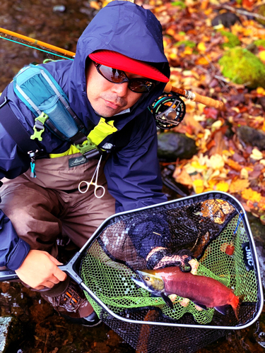 ヒメマスの釣果