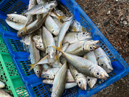 マアジの釣果