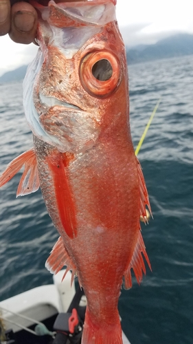 アカムツの釣果