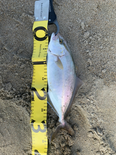 ショゴの釣果