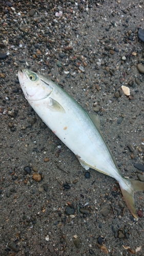 ワカシの釣果