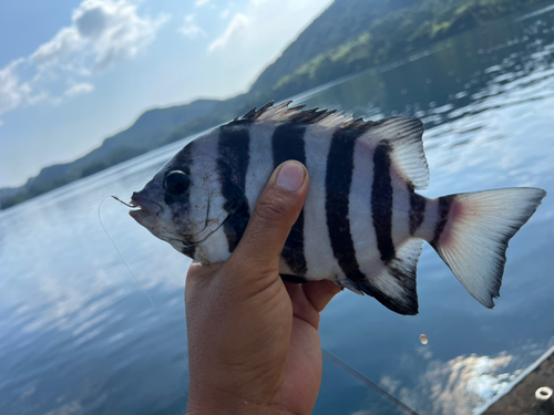 イシダイの釣果