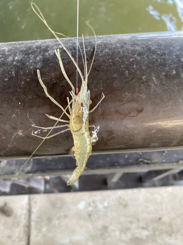 テナガエビの釣果