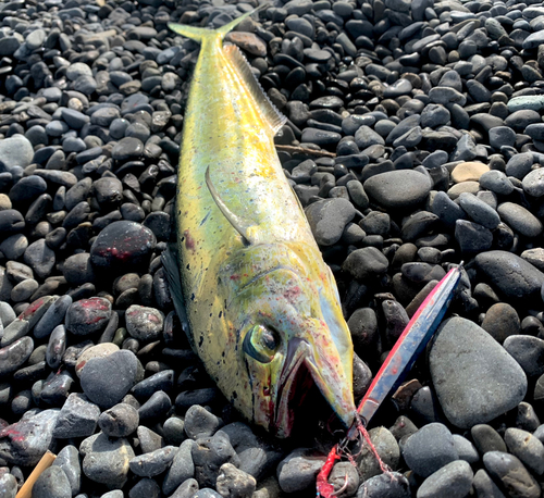 シイラの釣果