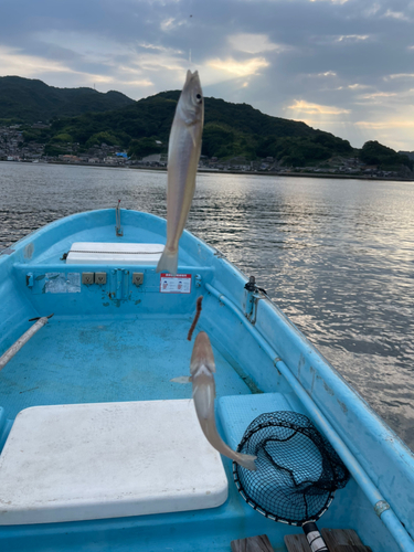 キスの釣果