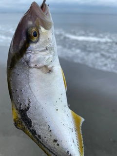 ショゴの釣果