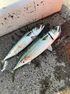 サバの釣果