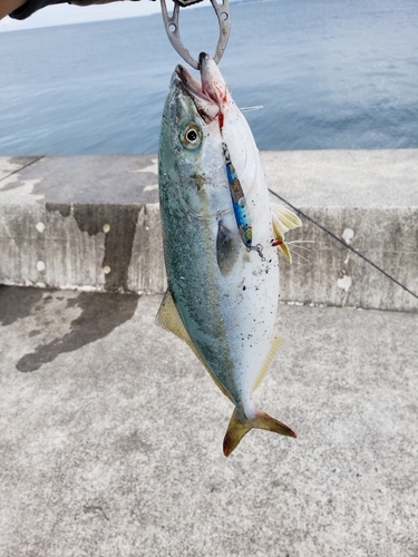 ワカシの釣果