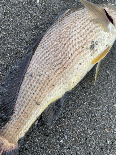 ニベの釣果