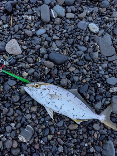 ショゴの釣果