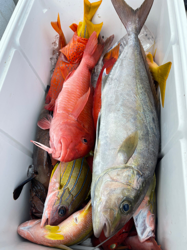 カンパチの釣果