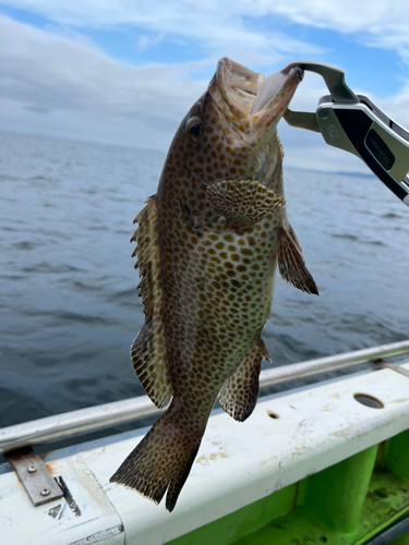 オオモンハタの釣果