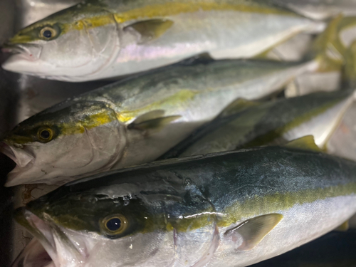 ハマチの釣果