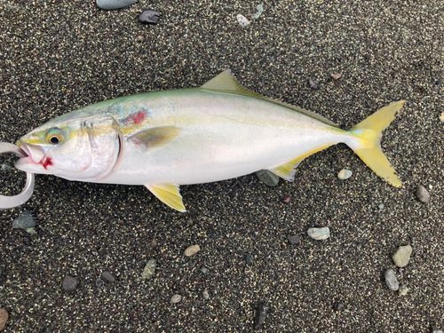 ワカシの釣果