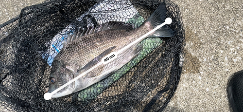 クロダイの釣果