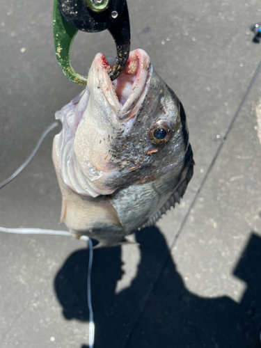 キビレの釣果