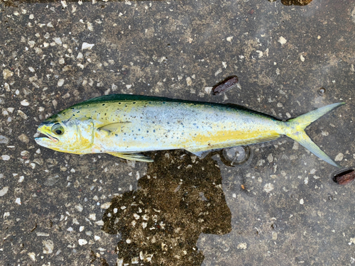 シイラの釣果