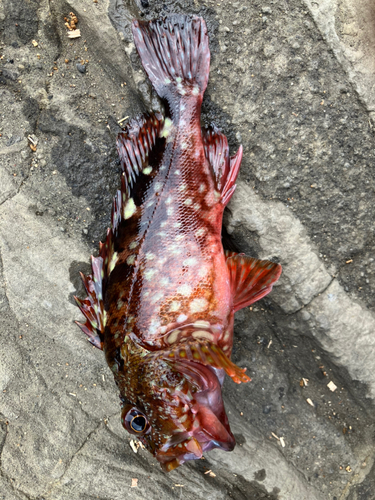 ガシラの釣果