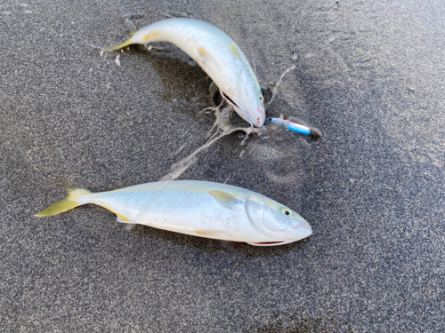 ワカシの釣果