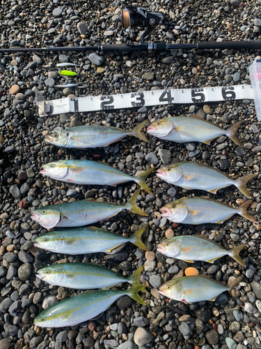 ショゴの釣果