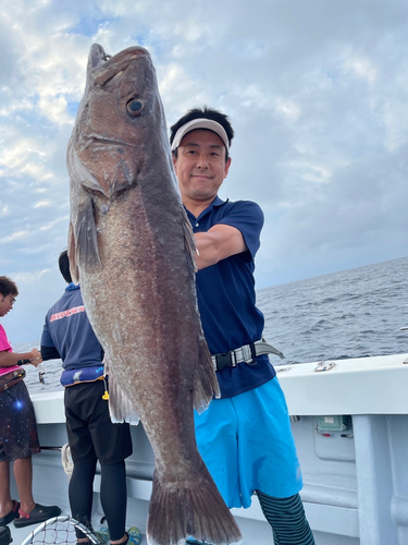 アラの釣果