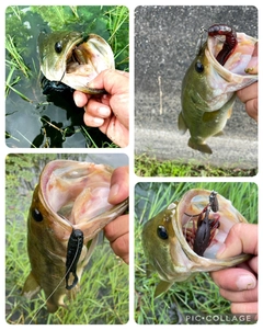 ブラックバスの釣果