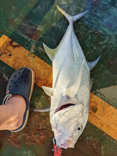 ロウニンアジの釣果