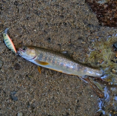 イワナの釣果